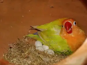Lutino Working Pair Egg Breeding Pair Pair from Lutino