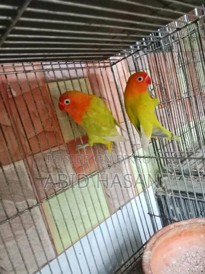Lutino Working Pair Egg Breeding Pair Pair from Lutino