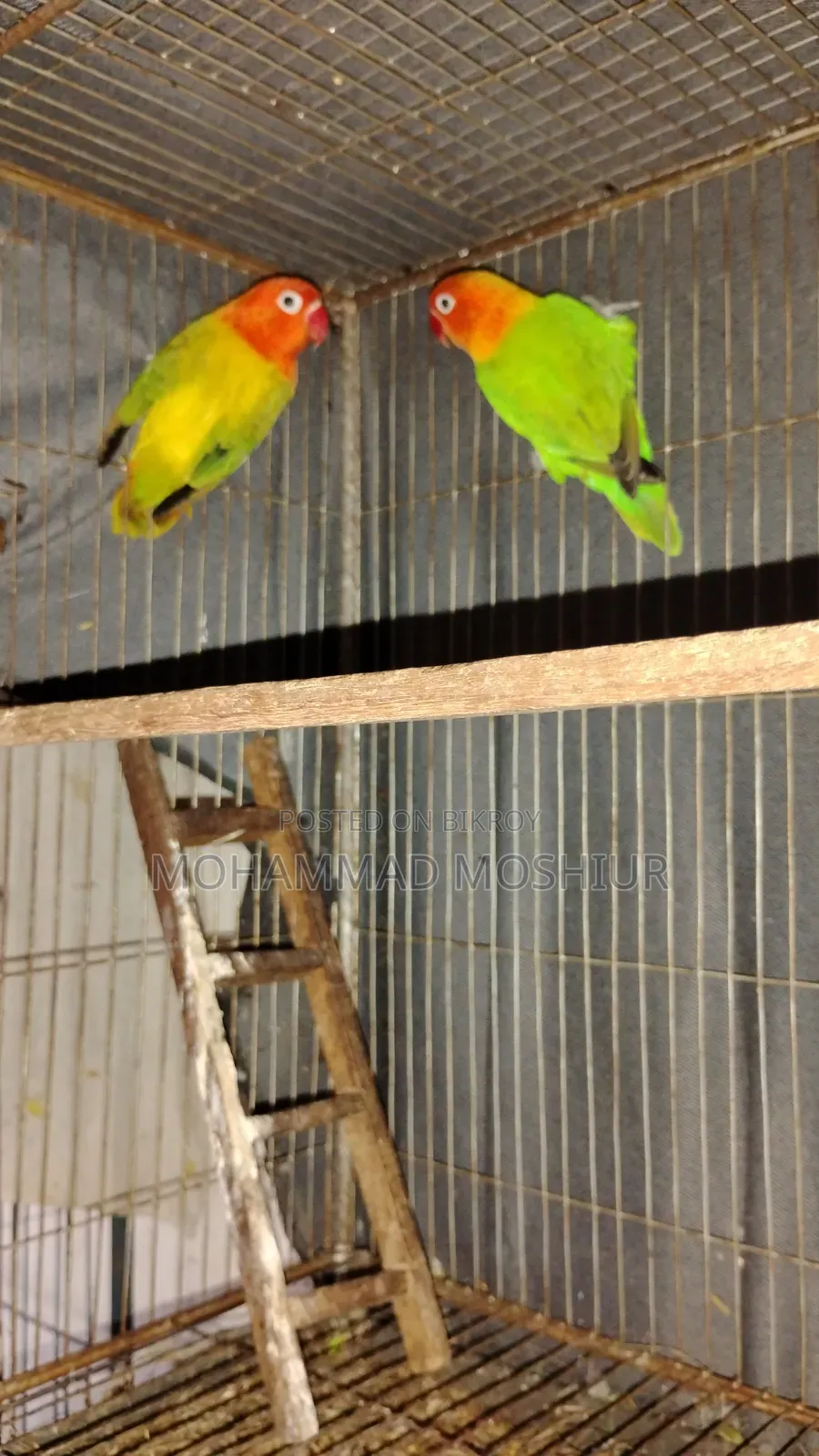 Love Birds