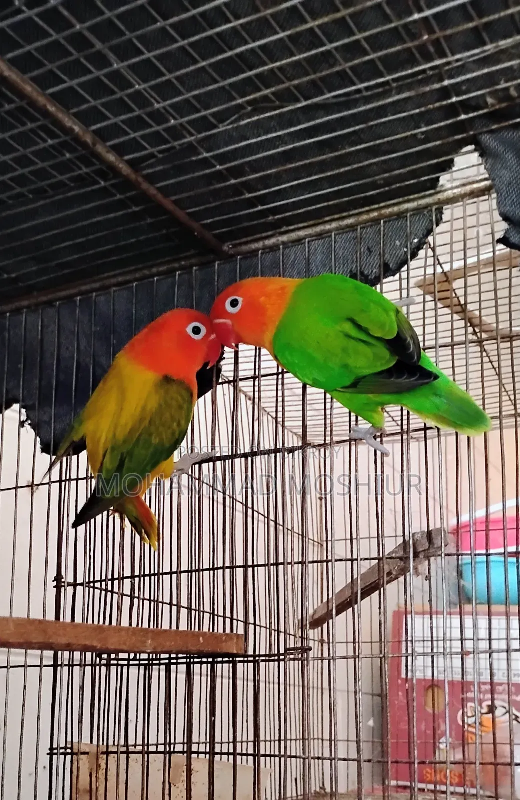 Love Birds