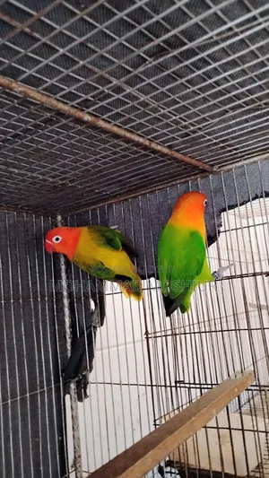 Love Birds