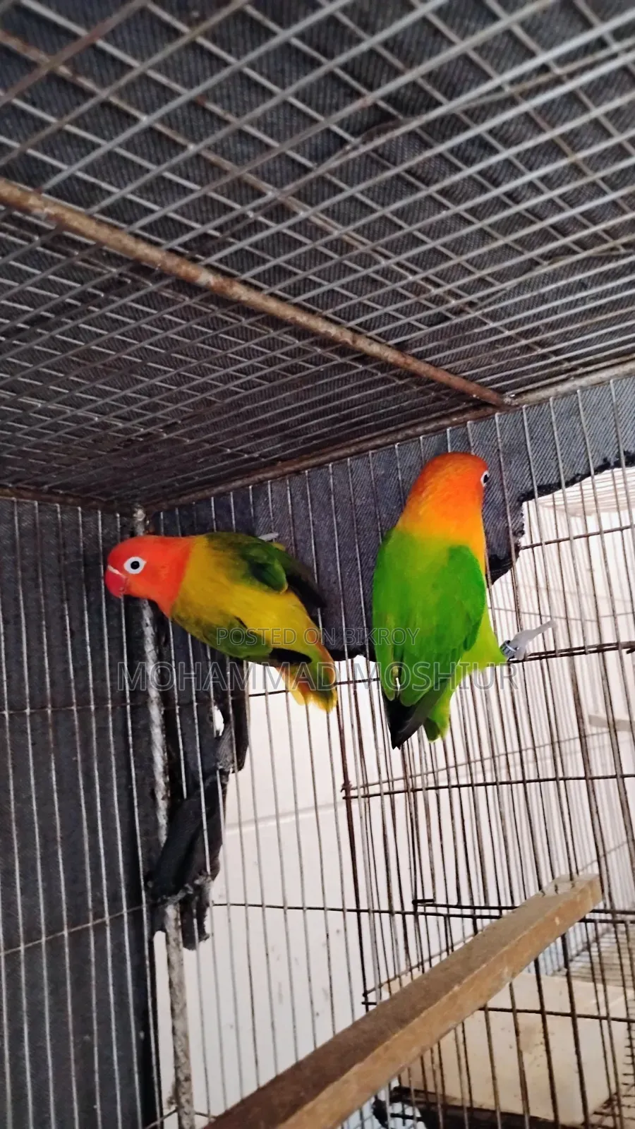 Love Birds