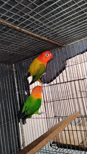 Love Birds