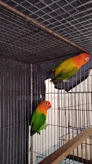 Love Birds