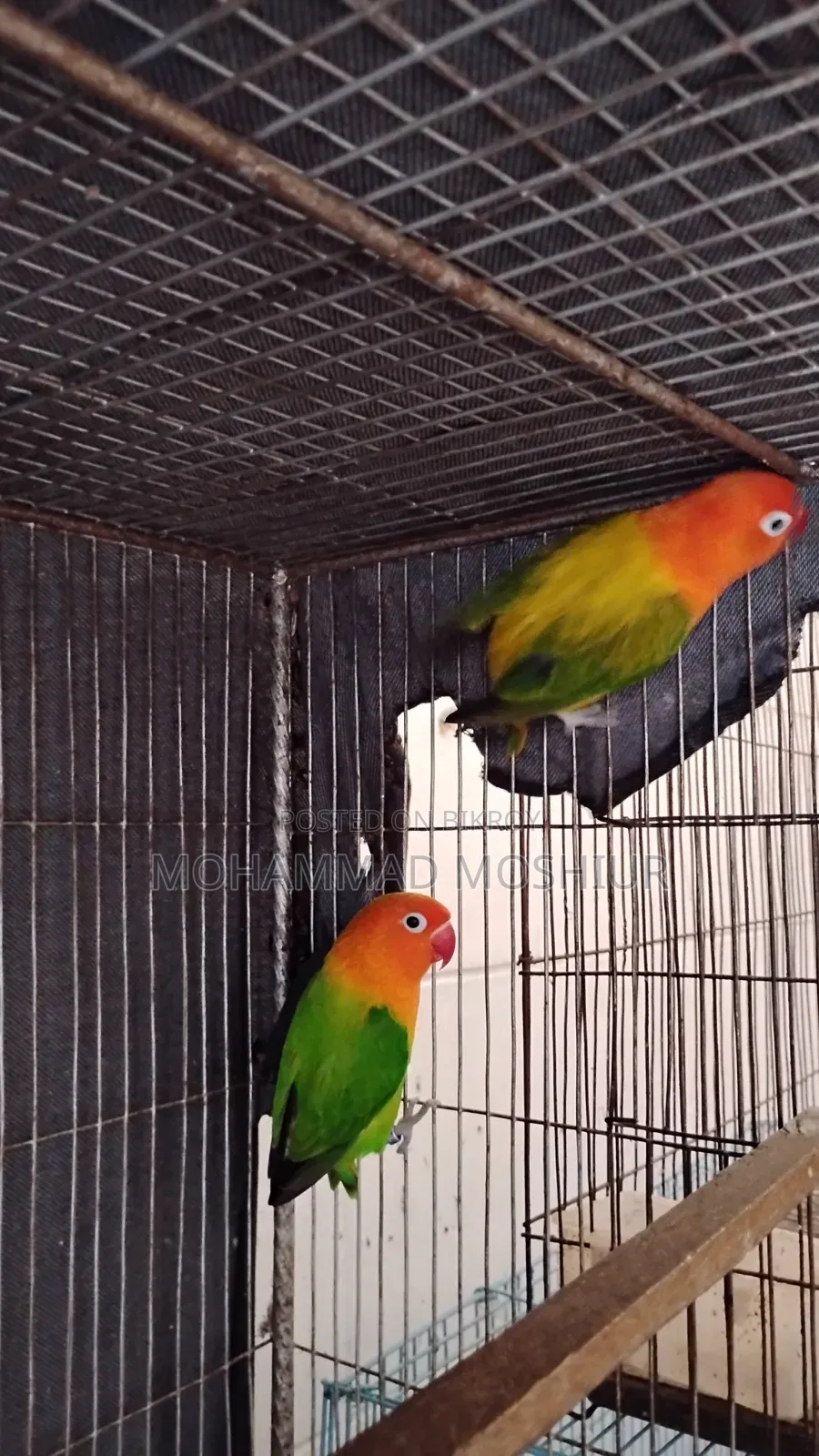 Love Birds