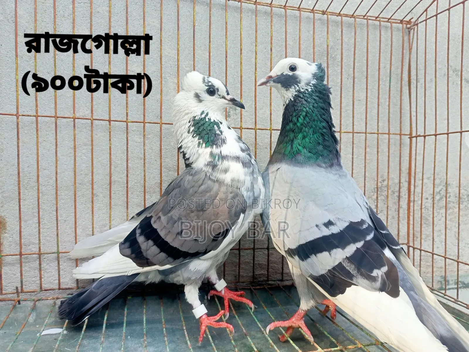 Local and Foreign Pigeons