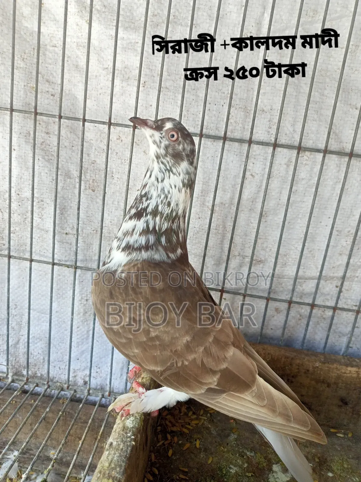 Local and Foreign Pigeons