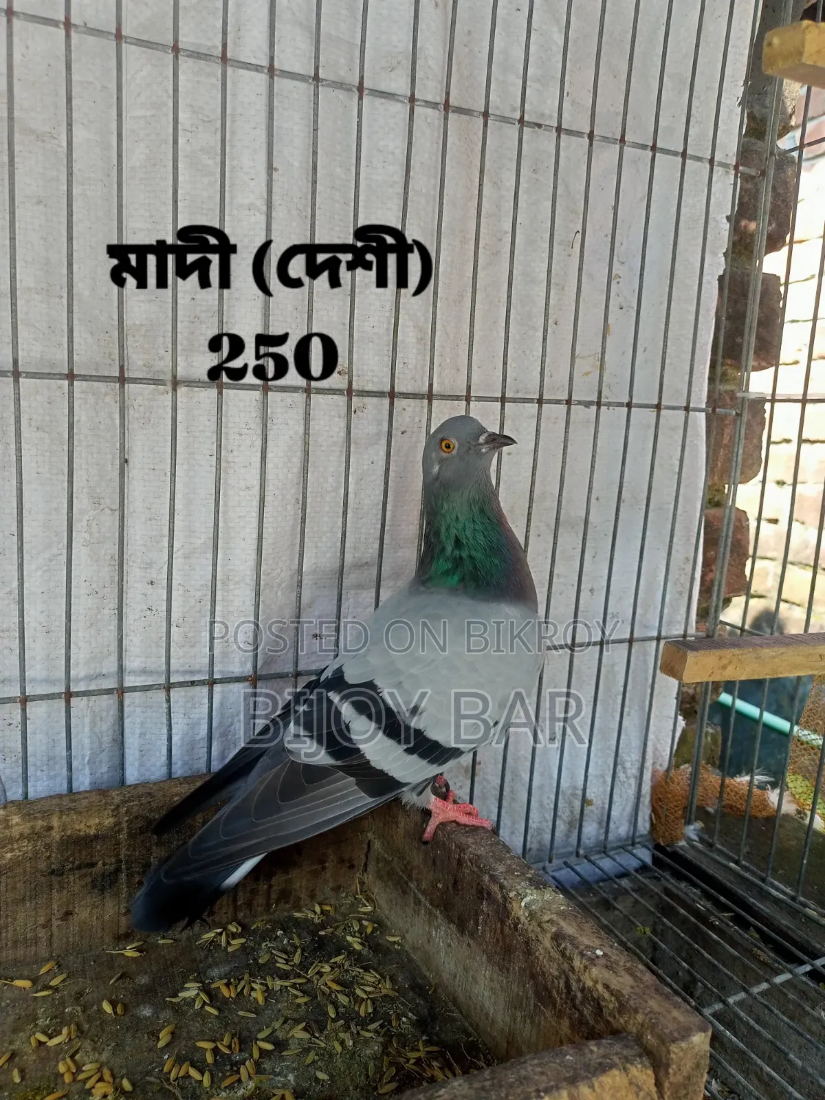 Local and Foreign Pigeons