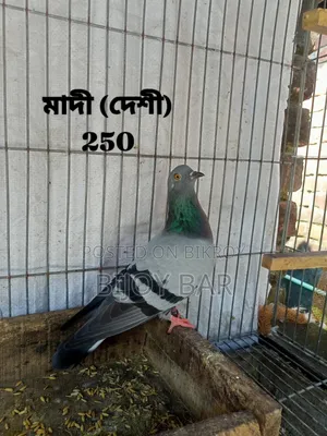 Local and Foreign Pigeons
