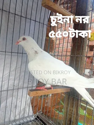 Local and Foreign Pigeons