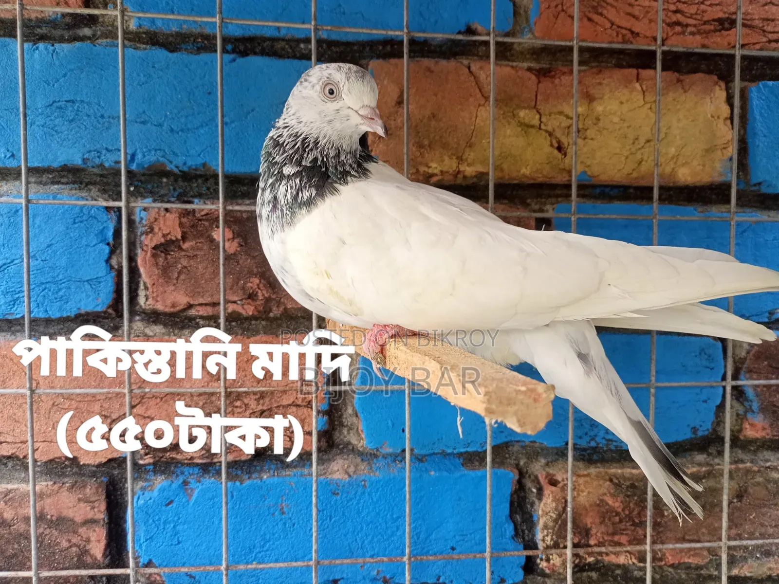 Local and Foreign Pigeons