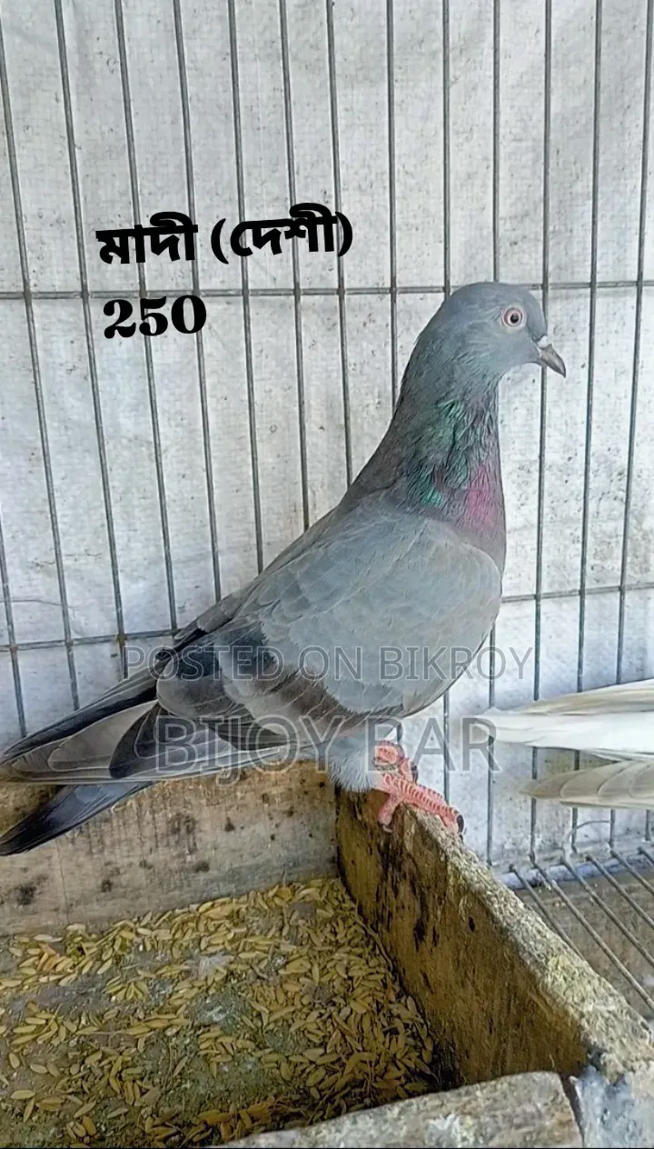 Local and Foreign Pigeons