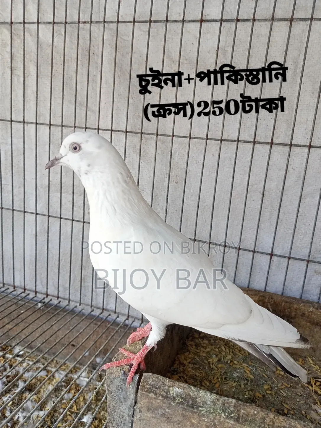 Local and Foreign Pigeons