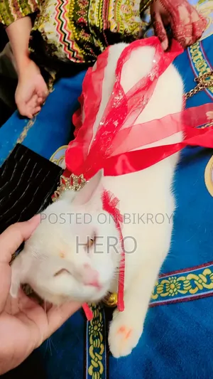 1+ year Female Mixed Breed Persian