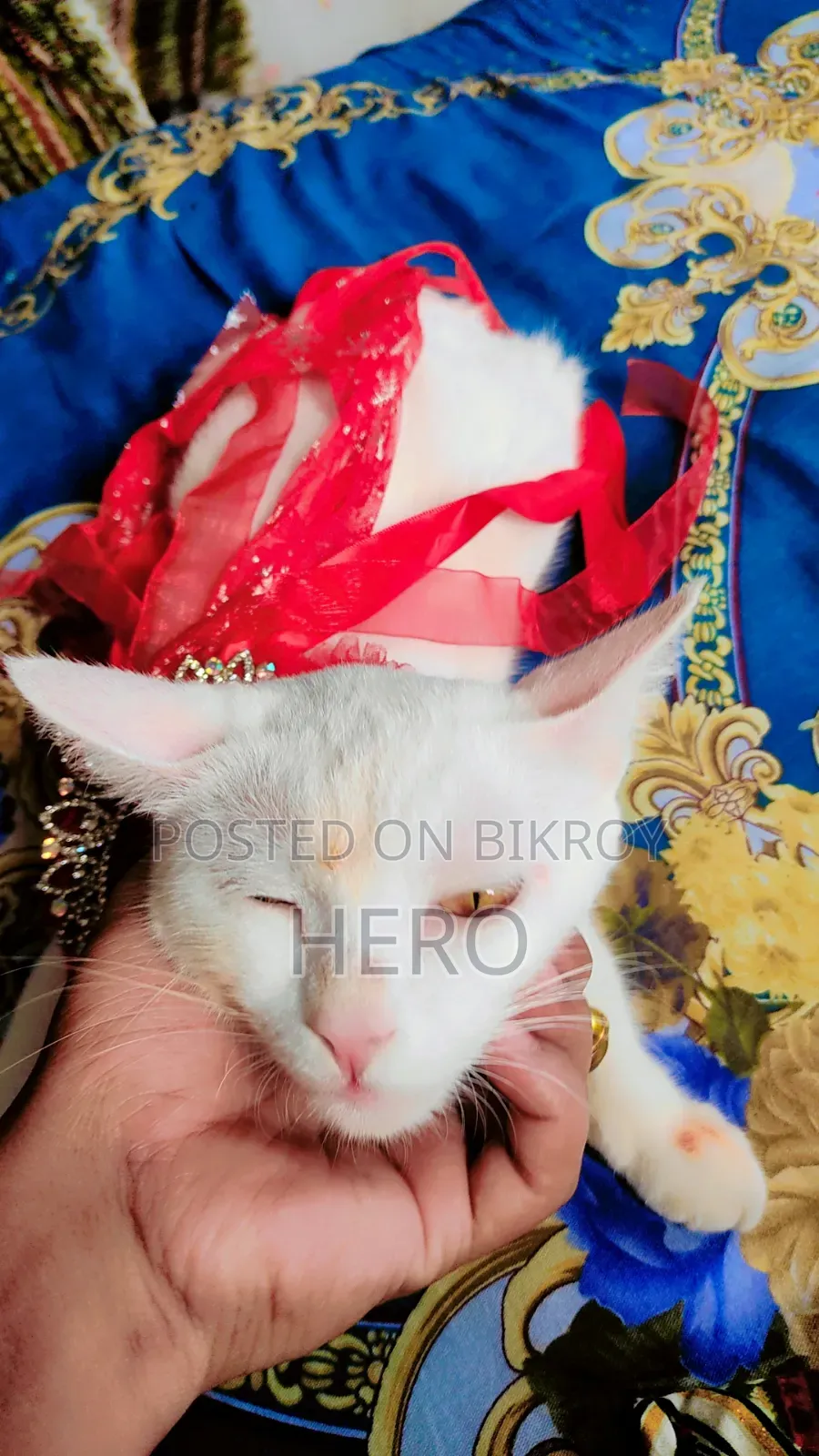 1+ year Female Mixed Breed Persian