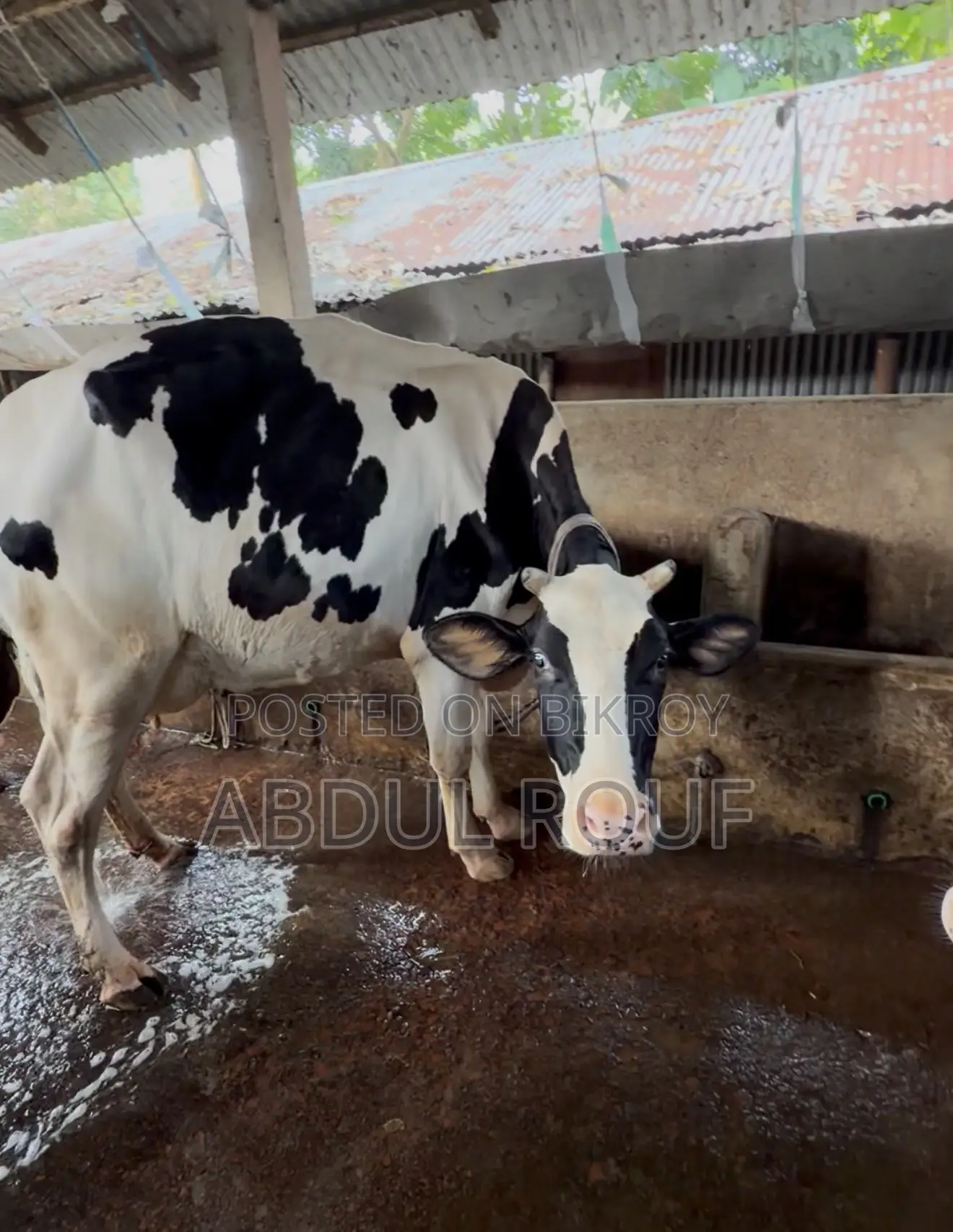 Milk Cows and Farm Cows