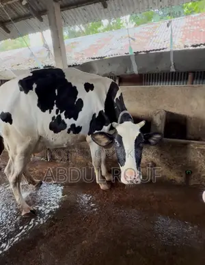 Milk Cows and Farm Cows
