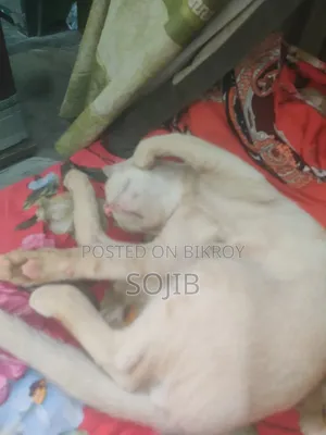 ৩-৬ মাসের পুরুষ বিশুদ্ধ জাতের বেঙ্গল