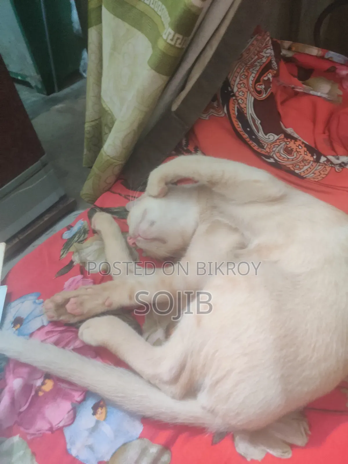 ৩-৬ মাসের পুরুষ বিশুদ্ধ জাতের বেঙ্গল
