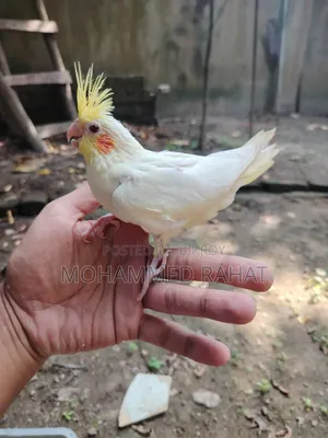 লুটিনো রেড আই