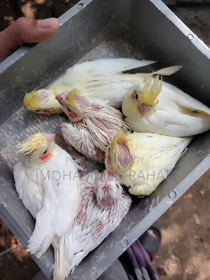 লুটিনো রেড আই
