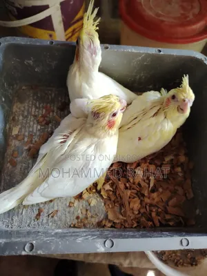 লুটিনো রেড আই