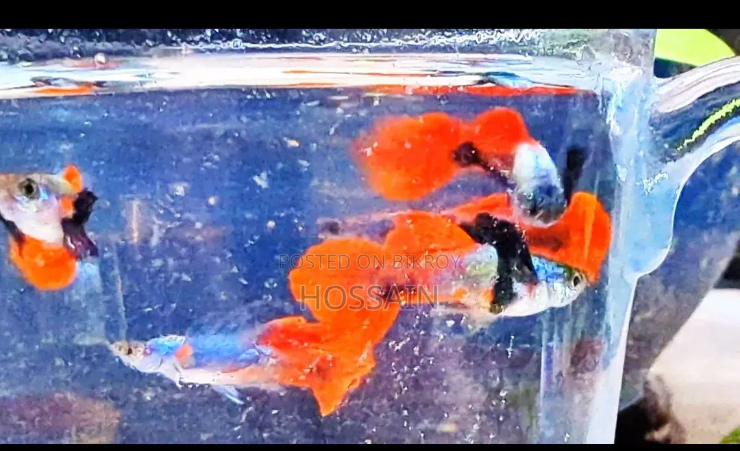 RTP (Red Tail Platinum Elephant Ear Guppy)