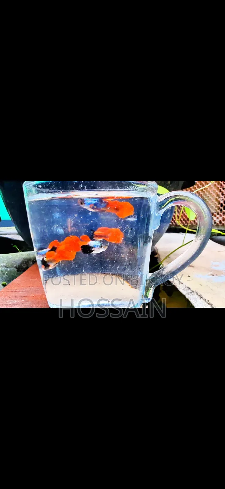 RTP (Red Tail Platinum Elephant Ear Guppy)