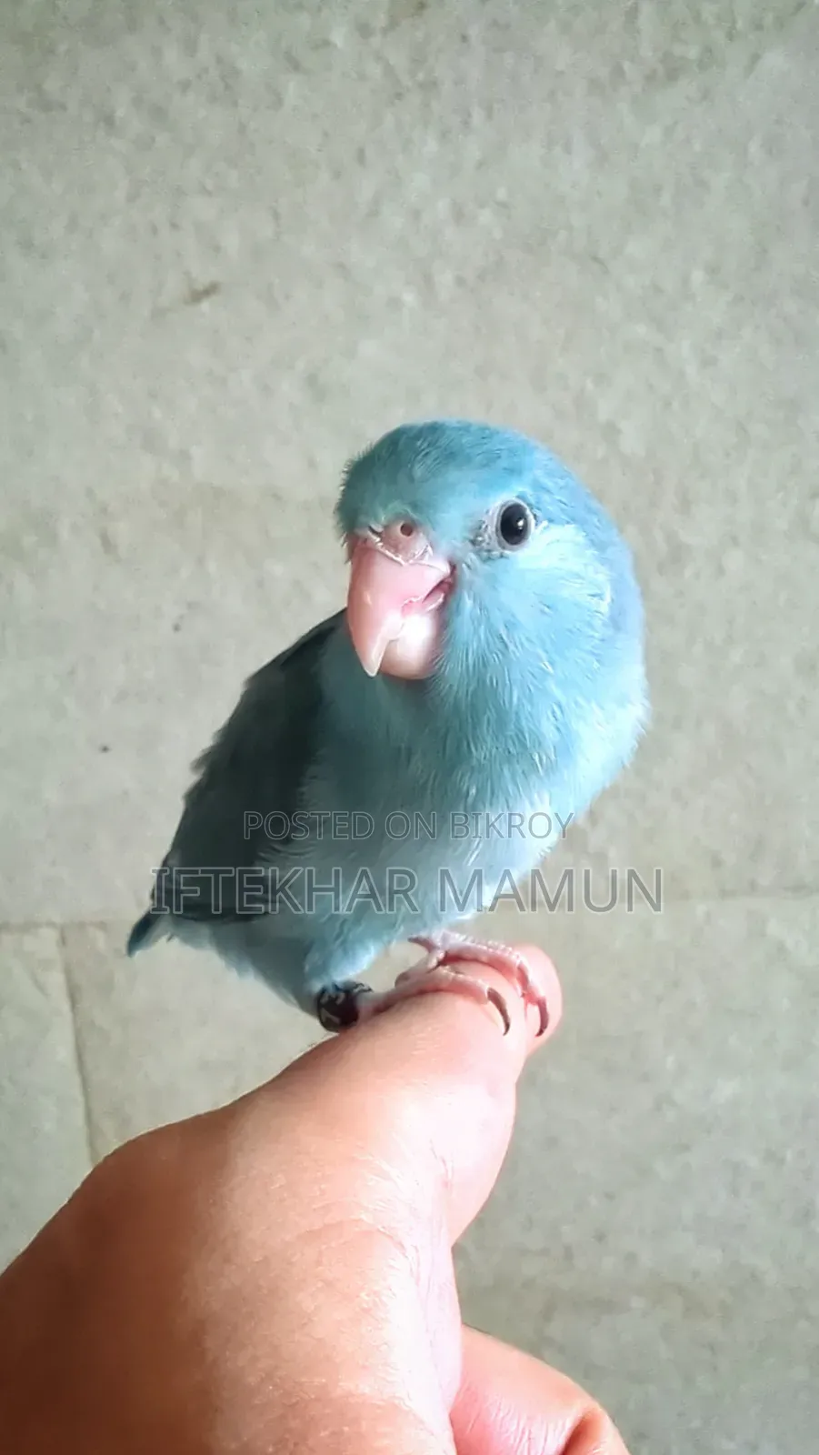 Blue Forpus Female