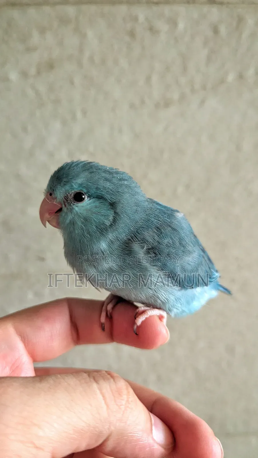 Blue Forpus Female