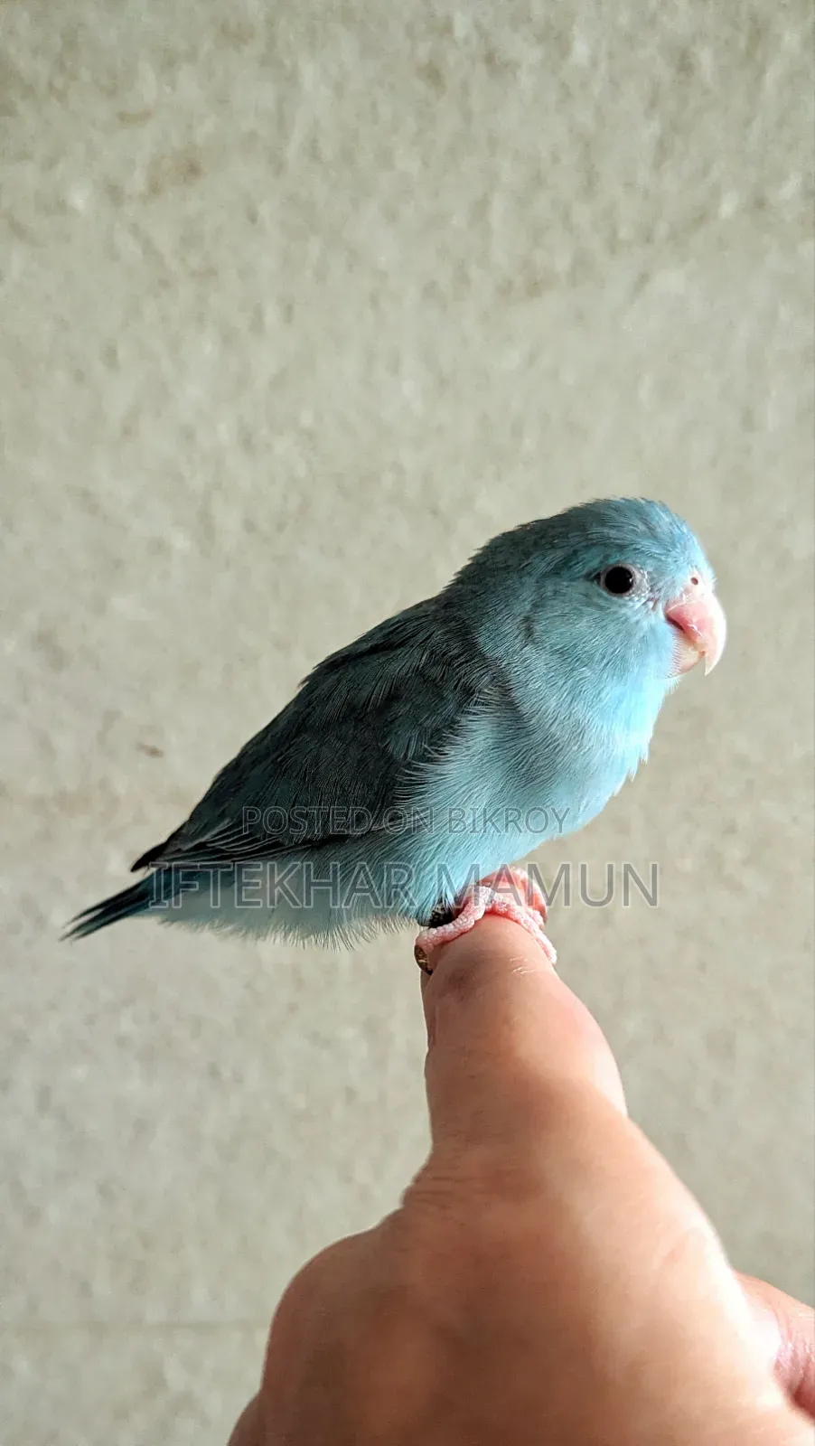 Blue Forpus Female