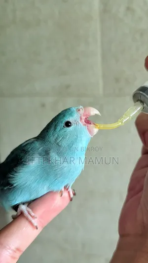 Blue Forpus Female