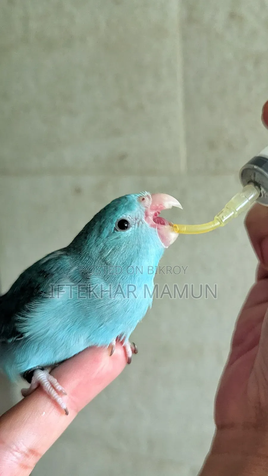 Blue Forpus Female