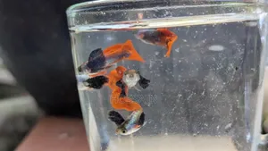 RTP (Red Tail Platinum Elephant Ear Guppy)