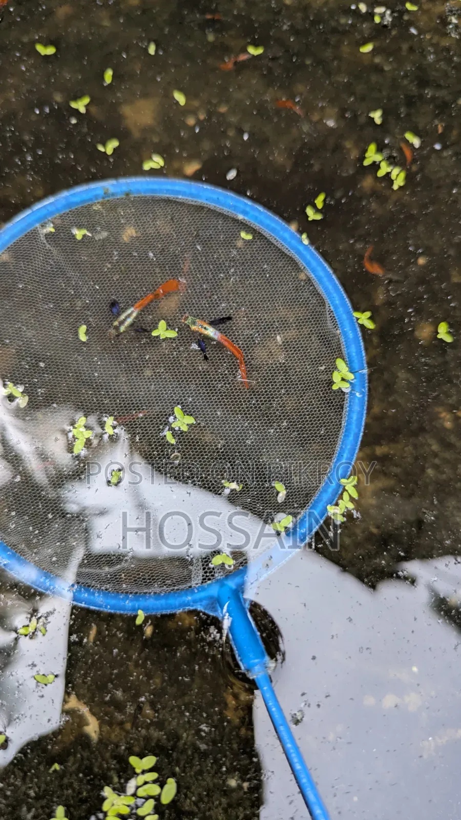 RTP (Red Tail Platinum Elephant Ear Guppy)