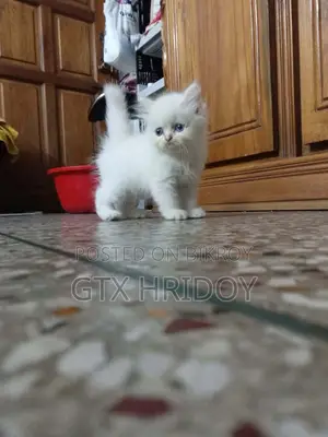 0-1 Month Female Purebred Persian