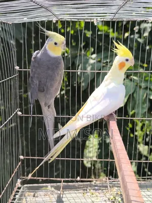 Running Cockatiel Pair Will Be Sold