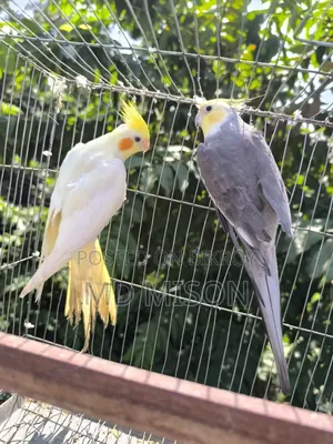 Running Cockatiel Pair Will Be Sold
