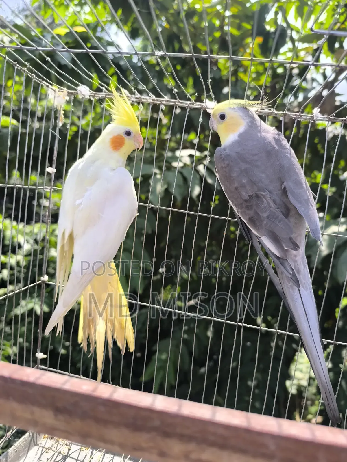 Running Cockatiel Pair Will Be Sold