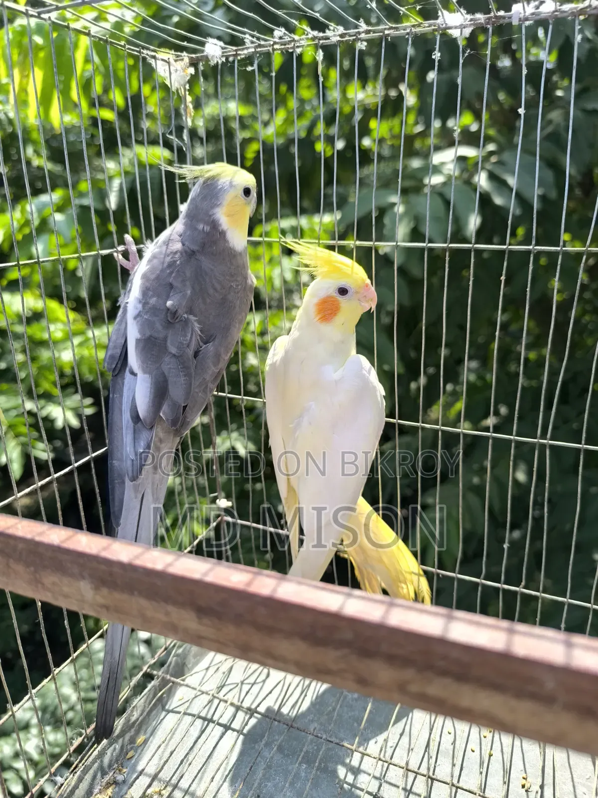 Running Cockatiel Pair Will Be Sold