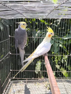 Running Cockatiel Pair Will Be Sold