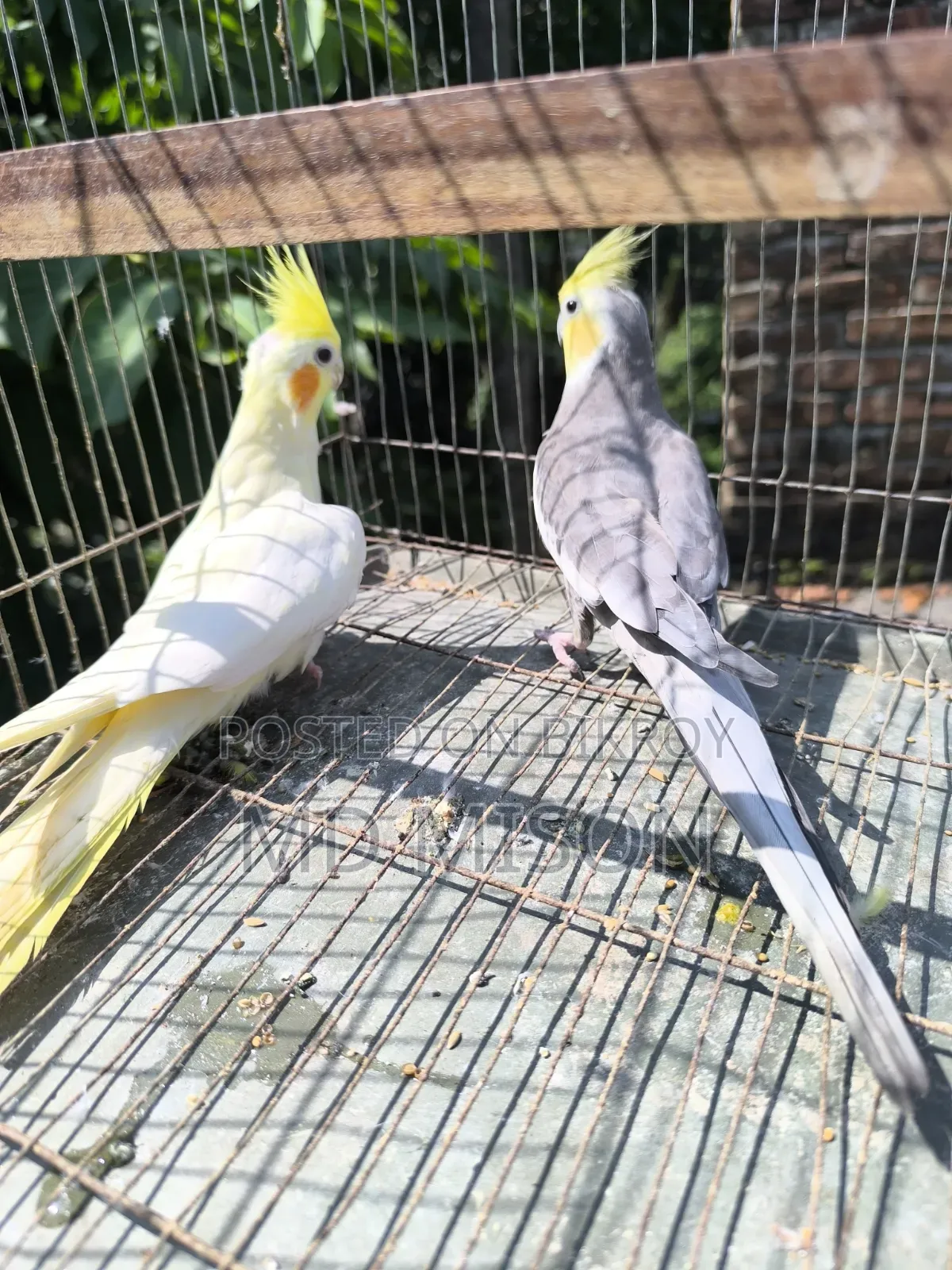 Running Cockatiel Pair Will Be Sold