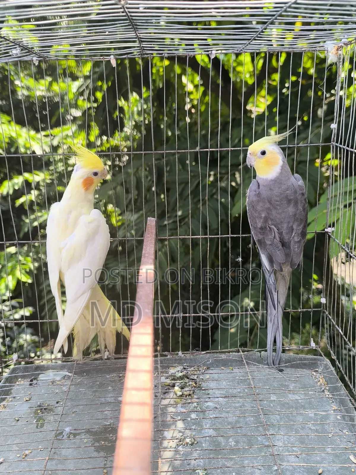 Running Cockatiel Pair Will Be Sold