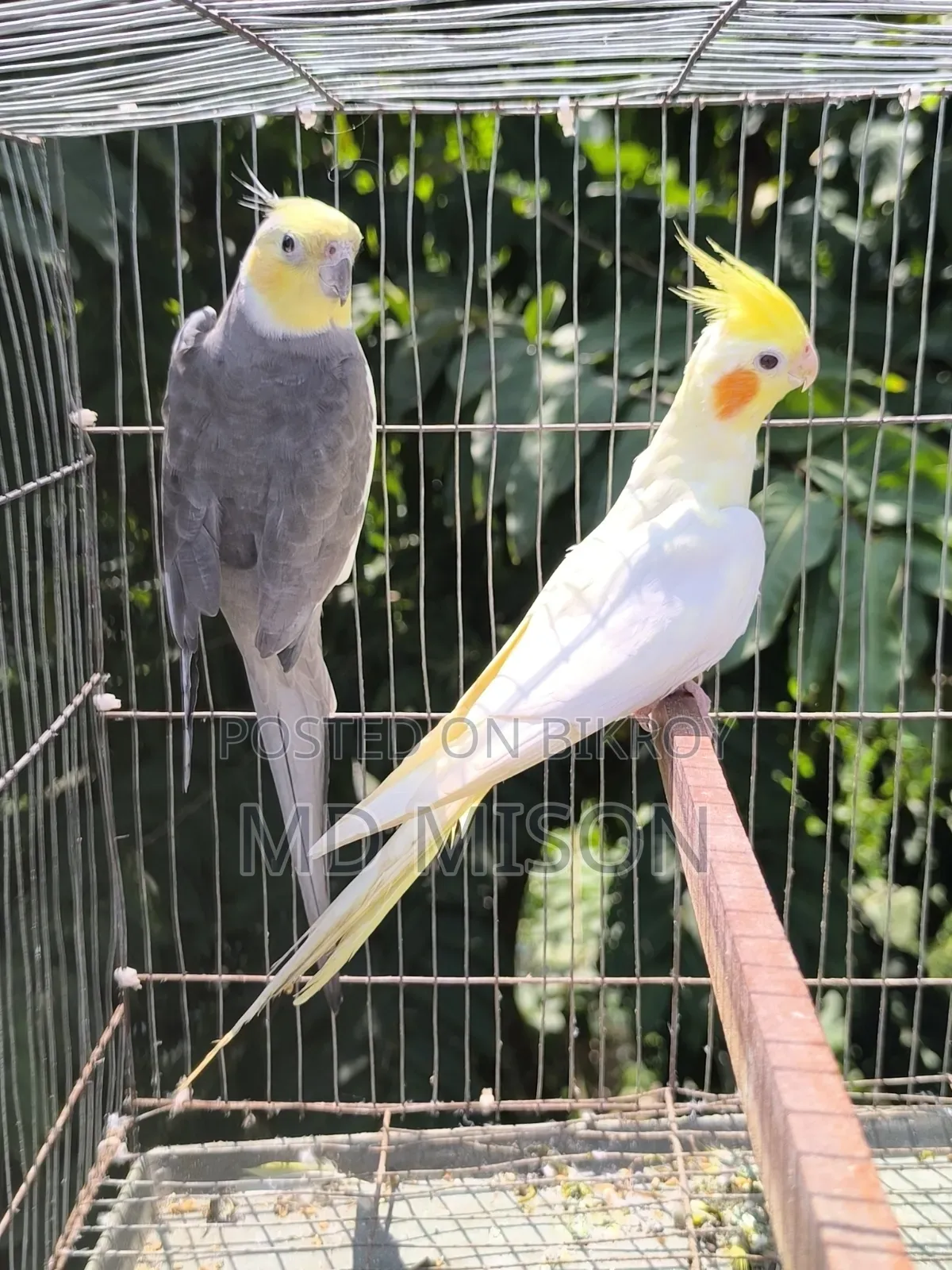Running Cockatiel Pair Will Be Sold