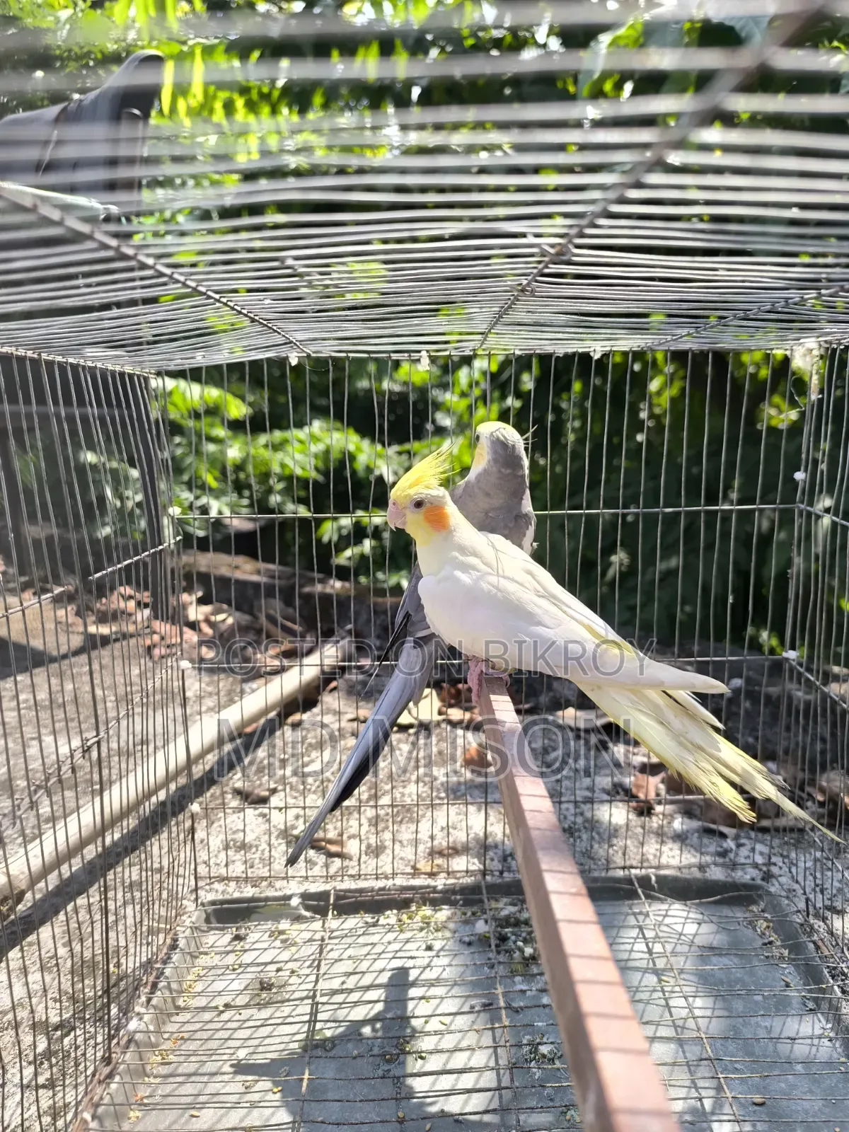 Running Cockatiel Pair Will Be Sold