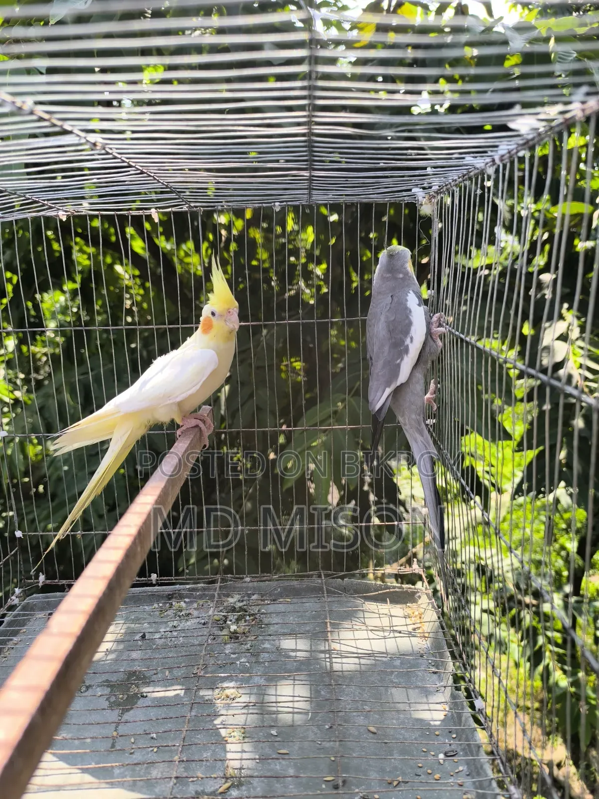Running Cockatiel Pair Will Be Sold