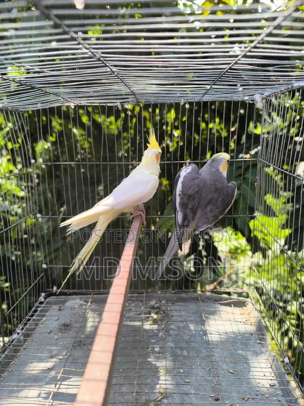 Running Cockatiel Pair Will Be Sold
