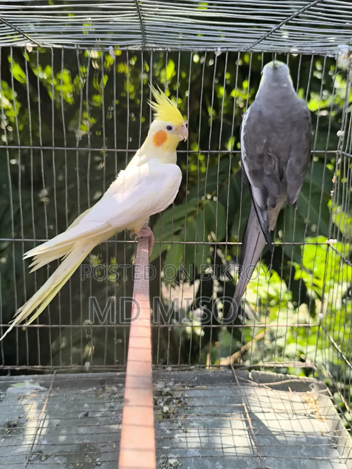 Running Cockatiel Pair Will Be Sold