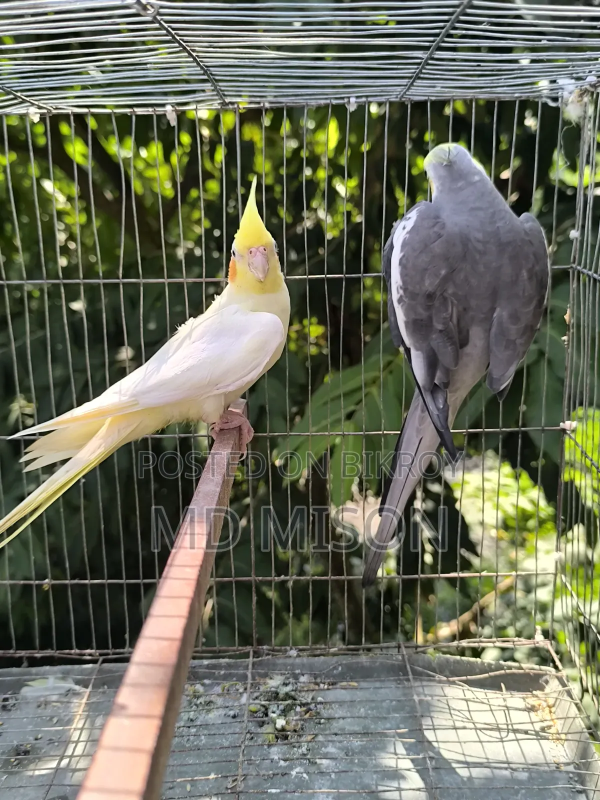 Running Cockatiel Pair Will Be Sold