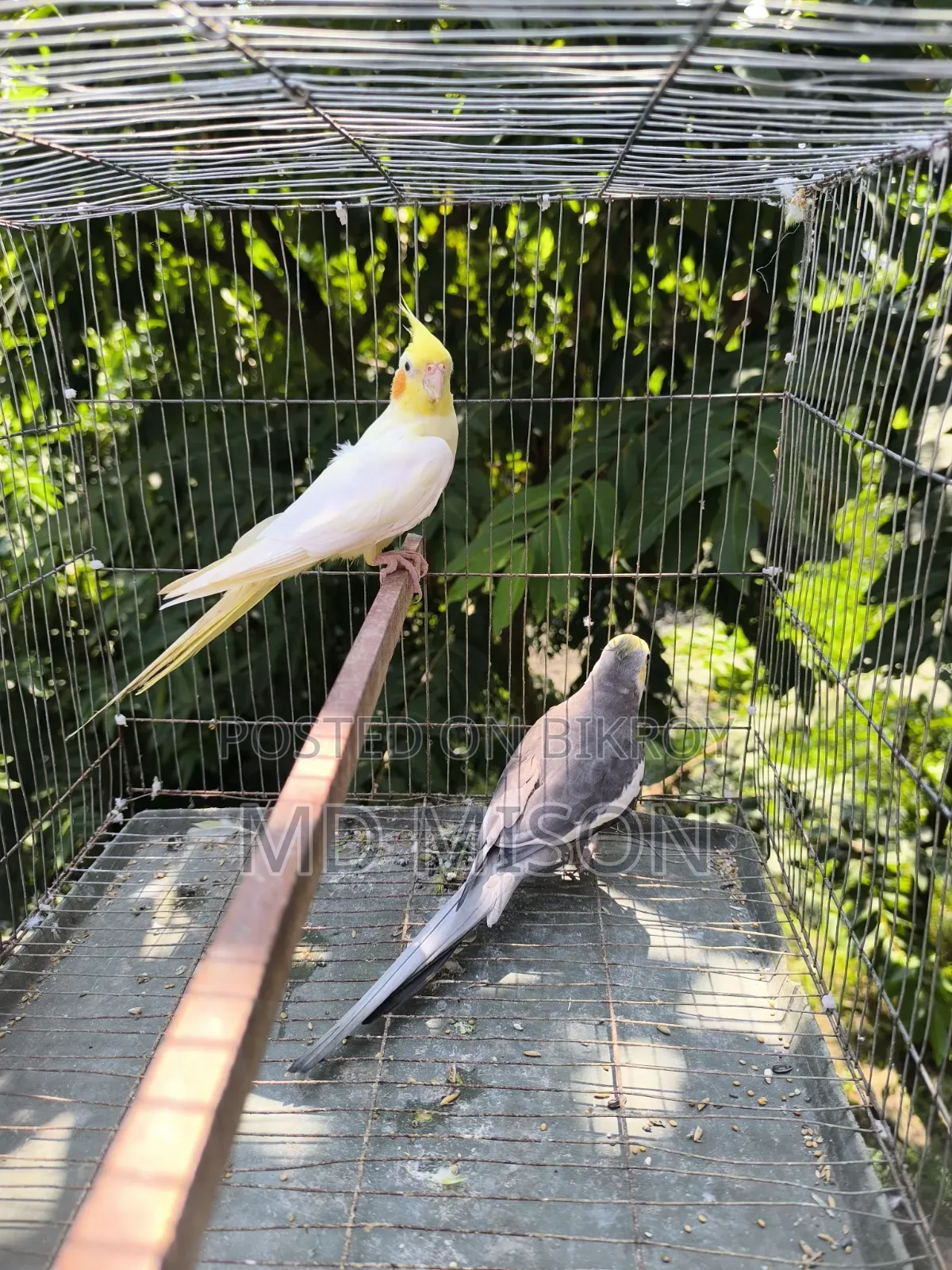 Running Cockatiel Pair Will Be Sold